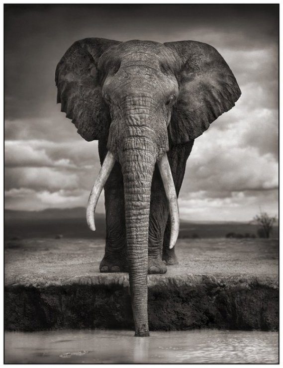     Nick Brandt