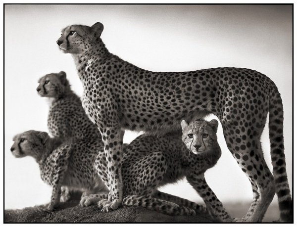     Nick Brandt