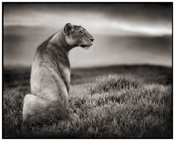     Nick Brandt