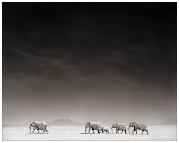     Nick Brandt