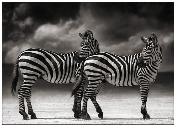     Nick Brandt