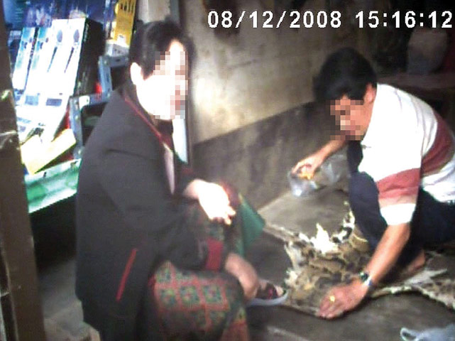 Незаконная торговля тиграми в Бирме (13 фото)