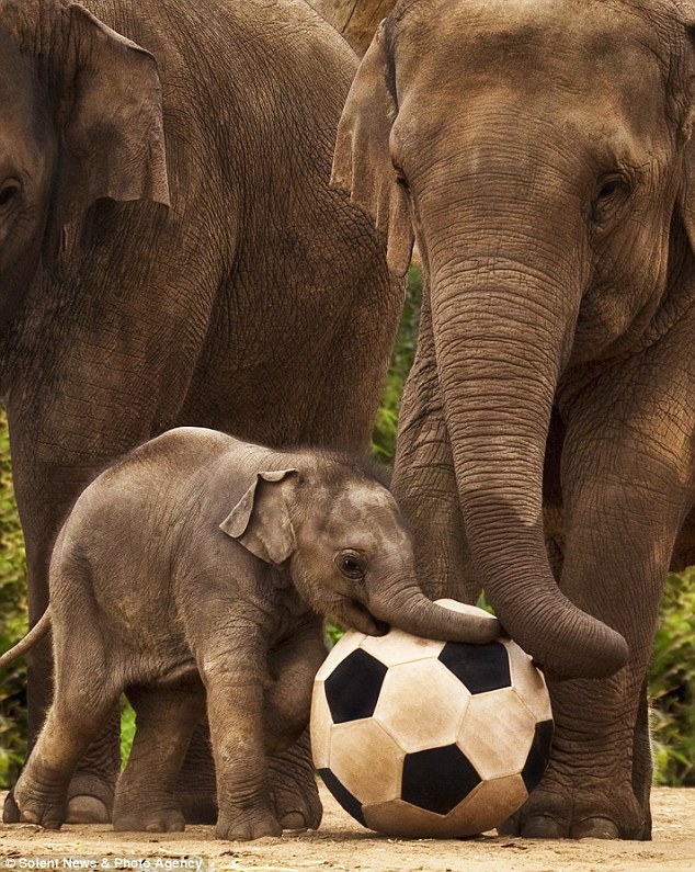Play elephant. Слоненок. Забавные слоны. Детеныши слонов. Маленький Слоненок.