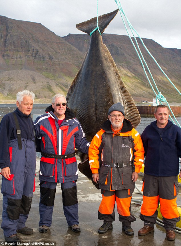 Гигантский улов рыбака в Исландии (3 фото)