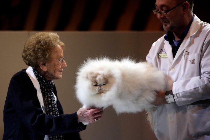 Самая большая в мире выставка кошек прошла в Англии