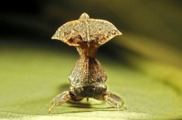 Макро-фотографии необычных насекомых