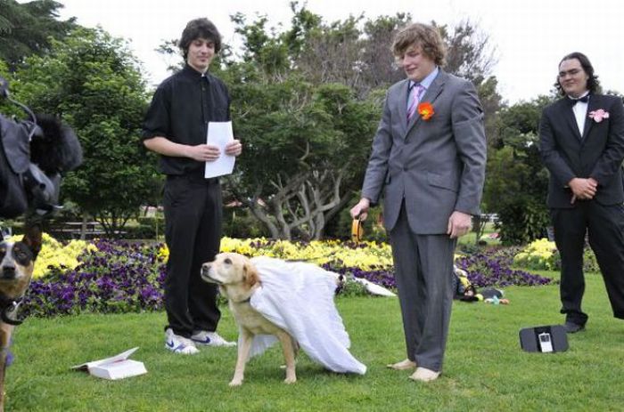 Свадьба на собаке