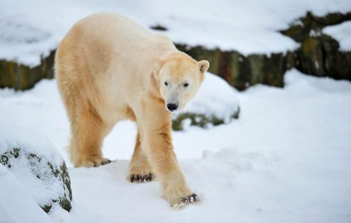 Белому медведю Кнуту исполнилось четыре года