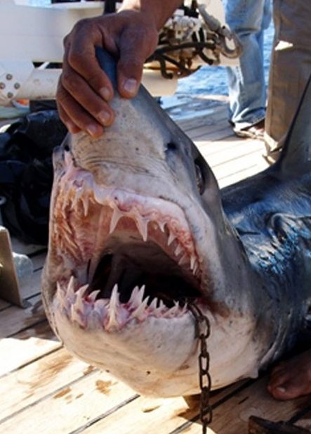 В Египте продолжаются нападения акул на туристов (15 фото)