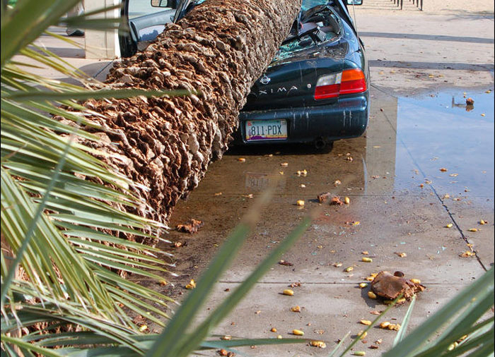 Не оставляйте машину под пальмой