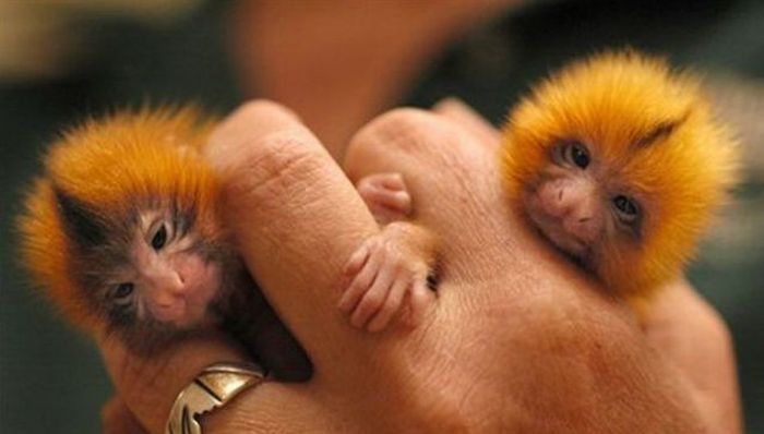 Детеныши обезьян