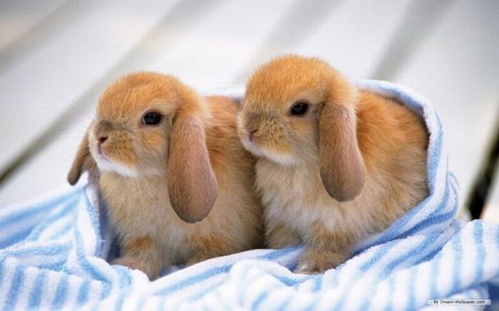 Подборка кроликов