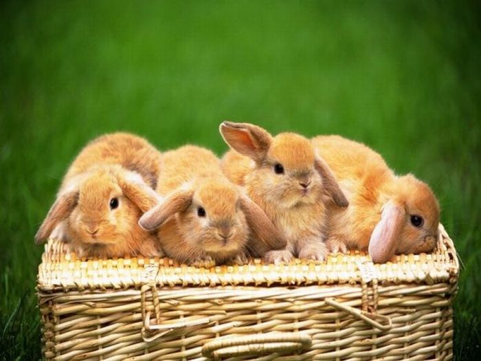 Подборка кроликов
