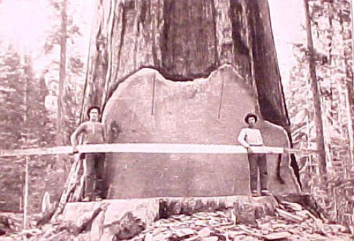 Огромные деревья (39 фото)