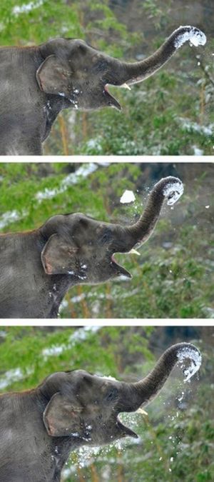Слонам очень нравится снег