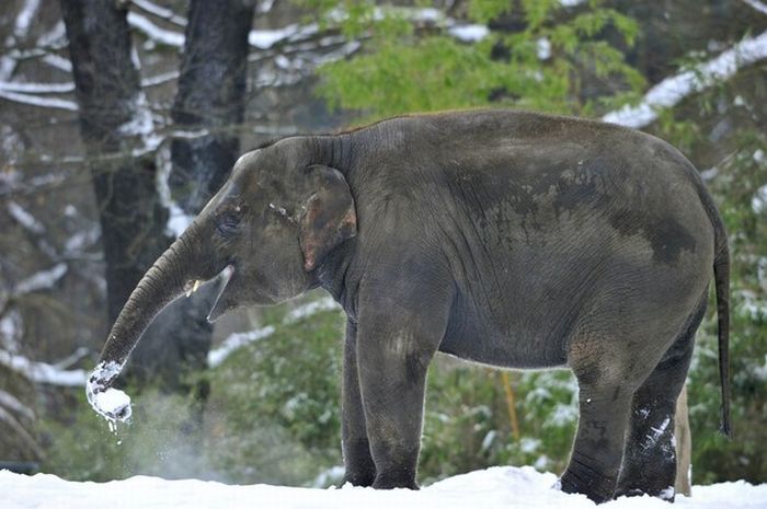 Play elephant. Берлинский зоопарк слоны. Демотиваторы про слонов. Слон зимой. Слон демотиватор.