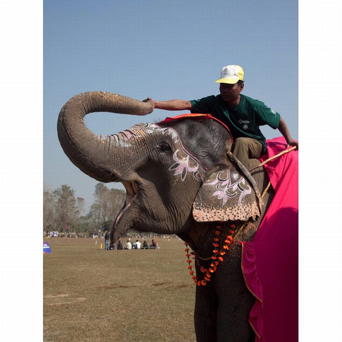 Конкурс красоты среди слонов в Непале