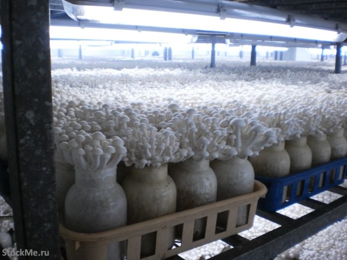 Как в Китае выращивают грибы