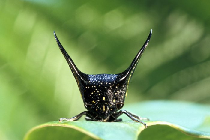 Макро-фотографии необычных насекомых