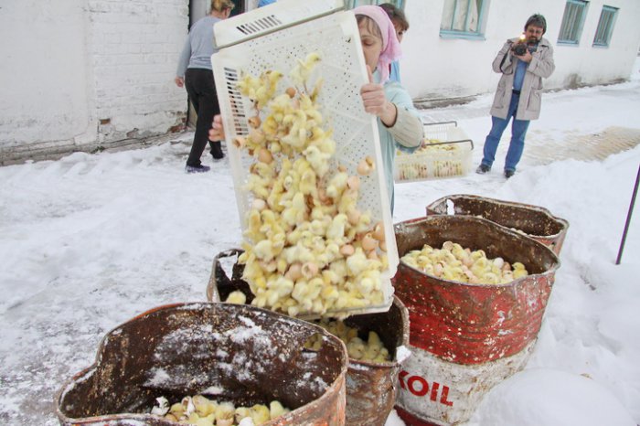 В мороз выбросили 300 тысяч цыплят погибать (4 фото)