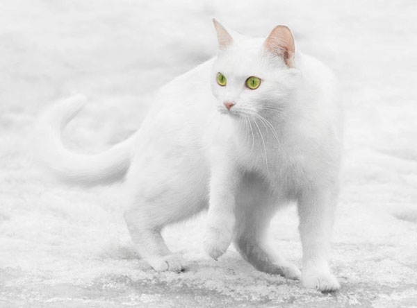 Котейки на снегу