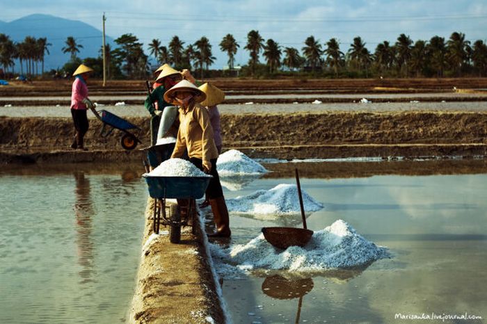Добыча соли во Вьетнаме (11 фото)