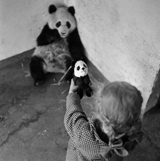 История из жизни гигантских панд