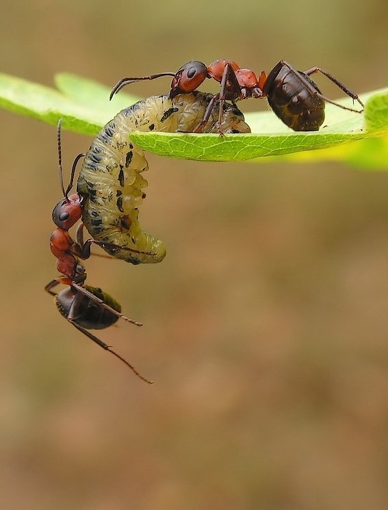 Удивительная макросъемка муравьев (13 фото)