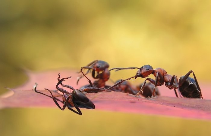 Удивительная макросъемка муравьев (13 фото)