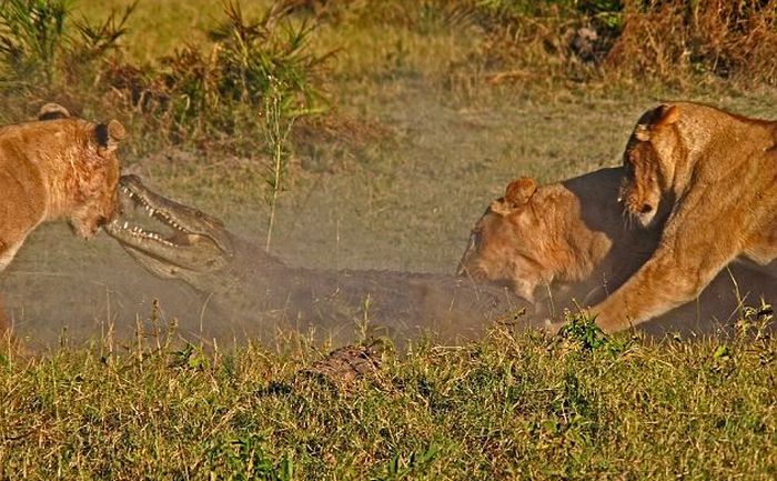 Львицы и крокодил (9 фото)
