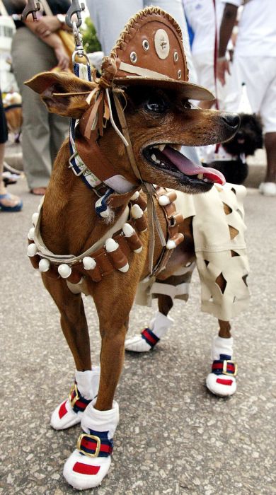 Собаки в забавных костюмах (38 фото)