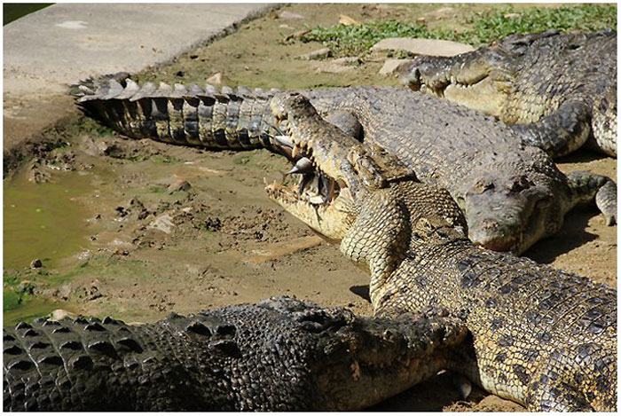   Crocodile Farm Langkawi