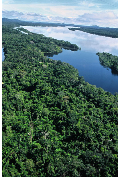 Акции протеста против вырубки лесов по берегам Амазонки