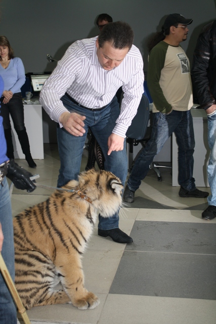 На пресс-конференции с тигром