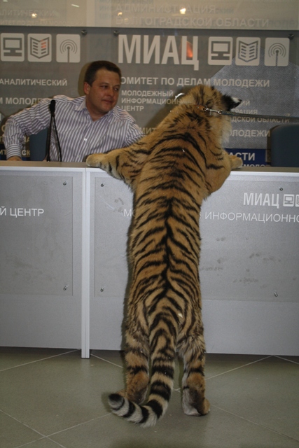 На пресс-конференции с тигром