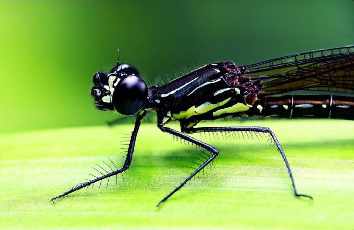 Макрофотосъёмка насекомых