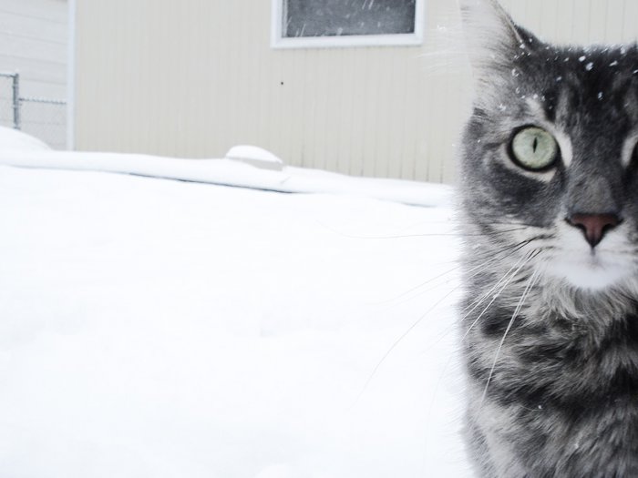 Котейки на снегу