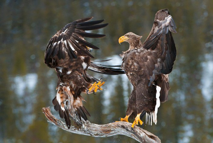 Противостояние двух величественных птиц (9 фото)