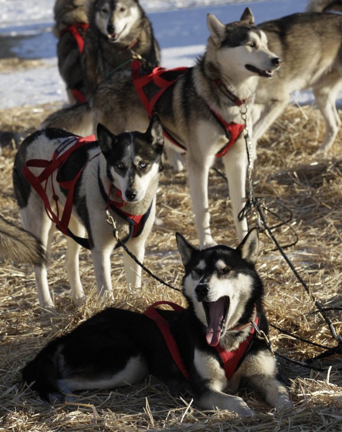 Традиционная гонка на собачьих упряжках (33 фото)