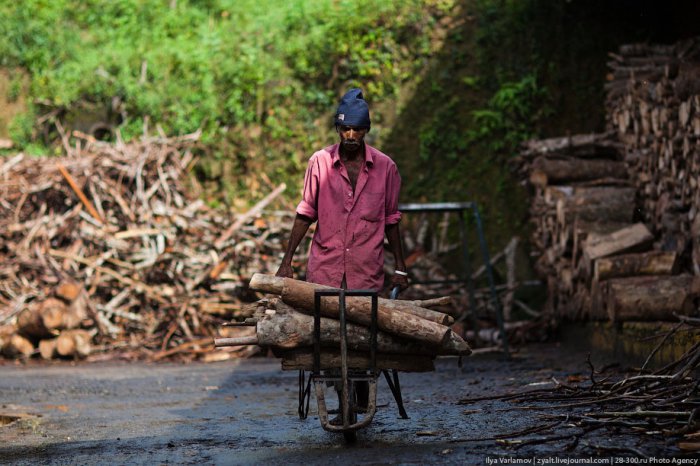 Как изготавливают чай в Шри-Ланки ( 66 фото )