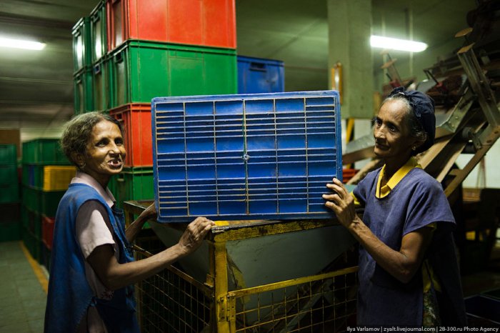 Как изготавливают чай в Шри-Ланки ( 66 фото )