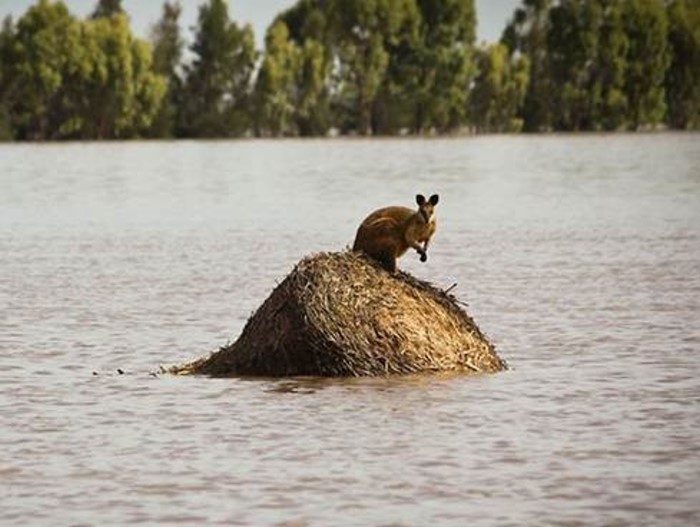 Спасение австралийских животных