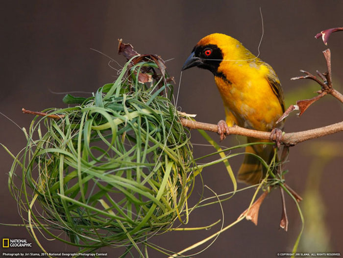   National Geographic   2011