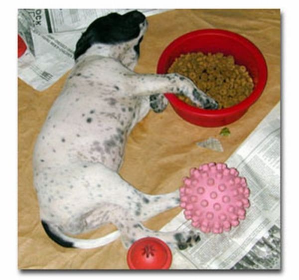 Собачки, заснувшие во время еды