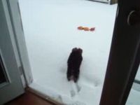 Щенок против снега