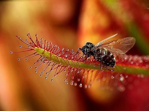 Хищные цветы пожирающие насекомых