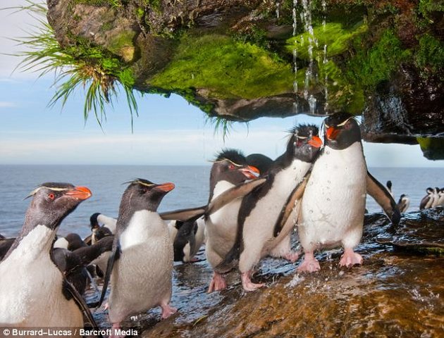 Пингвины принимают душ
