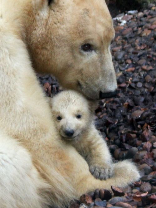Детеныш с мамой-медведицей