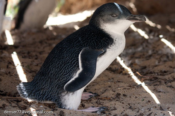 Остров пингвинов в Западной Австралии