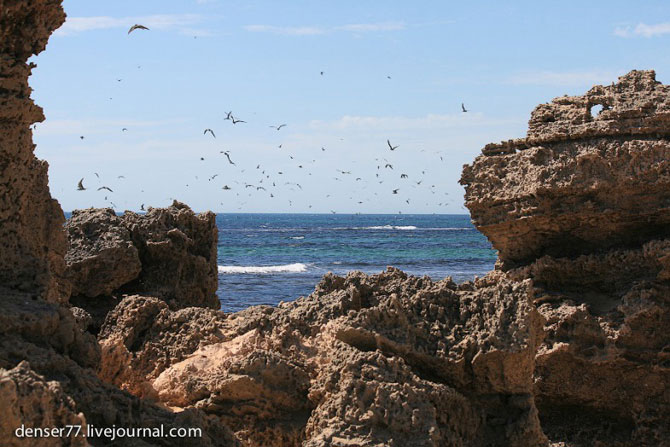 Остров пингвинов в Западной Австралии